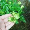 Hoa hồng xanh Jane Green Rose - Biểu tượng tình yêu bất diệt, giảm giá 115.000đ 5