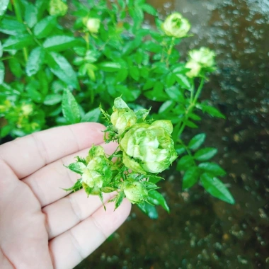 Hoa hồng xanh Jane Green Rose - Biểu tượng tình yêu bất diệt, giảm giá 115.000đ