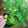 Hoa hồng xanh Jane Green Rose - Biểu tượng tình yêu bất diệt, giảm giá 115.000đ 6