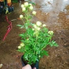 Hoa hồng xanh Jane Green Rose - Biểu tượng tình yêu bất diệt, giảm giá 115.000đ 7