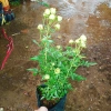 Hoa hồng xanh Jane Green Rose - Biểu tượng tình yêu bất diệt, giảm giá 115.000đ 8
