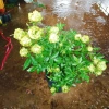 Hoa hồng xanh Jane Green Rose - Biểu tượng tình yêu bất diệt, giảm giá 115.000đ 9