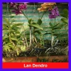Hoa lan Denro chậu lớn đang hoa - Cây cảnh treo, trang trí nhà và sân vườn, giá 45.000₫