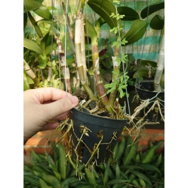 Hoa lan Denro chậu lớn đang hoa - Cây cảnh treo, trang trí nhà và sân vườn, giá 45.000₫ 5