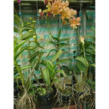 Hoa lan Denro chậu lớn đang hoa - Cây cảnh treo, trang trí nhà và sân vườn, giá 45.000₫ 6