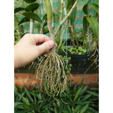 Hoa lan Denro chậu lớn đang hoa - Cây cảnh treo, trang trí nhà và sân vườn, giá 45.000₫ 7