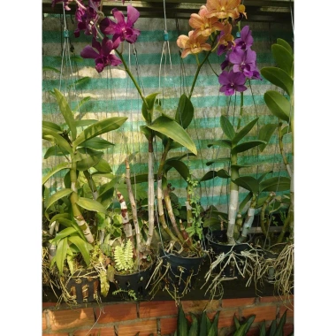 Hoa lan Denro chậu lớn đang hoa - Cây cảnh treo, trang trí nhà và sân vườn, giá 45.000₫ 9