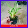 Hoa lan Denro chậu lớn đang hoa - Cây cảnh treo, trang trí nhà và sân vườn, giá 45.000₫ 10