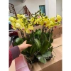 Hoa Lan Hồ Điệp Cây Sẵn 2 Ngồng Vàng Hoa Như Ảnh Giá Chỉ 180k