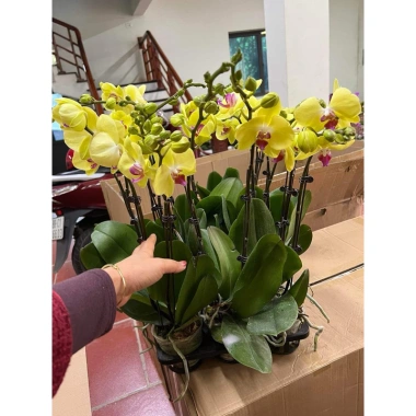 Hoa Lan Hồ Điệp Cây Sẵn 2 Ngồng Vàng Hoa Như Ảnh Giá Chỉ 180k Hoa Lan Hồ Điệp Cây Sẵn 2 Ngồng Vàng Hoa Như Ảnh Giá Chỉ 180k