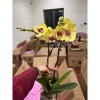 Hoa Lan Hồ Điệp Cây Sẵn 2 Ngồng Vàng Hoa Như Ảnh Giá Chỉ 180k 2