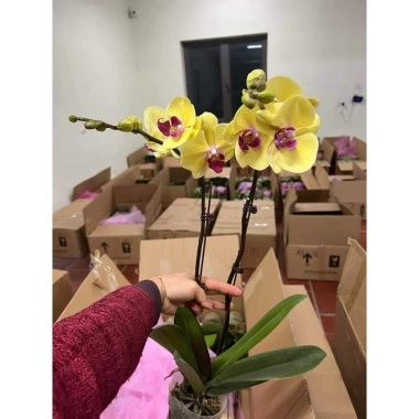 Hoa Lan Hồ Điệp Cây Sẵn 2 Ngồng Vàng Hoa Như Ảnh Giá Chỉ 180k