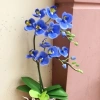 Hoa Lan Hồ Điệp Cốc 2.8 - Cây đẹp đang nhú ngọn, Free Ship, Giá chỉ 42.000₫
