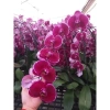 Hoa Lan Hồ Điệp Cốc 2.8 - Cây đẹp đang nhú ngọn, Free Ship, Giá chỉ 42.000₫ 2