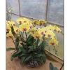 Hoa Lan Hồ Điệp Cốc 2.8 - Cây đẹp đang nhú ngọn, Free Ship, Giá chỉ 42.000₫ 3