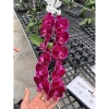 Hoa Lan Hồ Điệp Cốc 2.8 - Cây đẹp đang nhú ngọn, Free Ship, Giá chỉ 42.000₫ 4