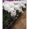 Hoa Lan Hồ Điệp Cốc 2.8 - Cây đẹp đang nhú ngọn, Free Ship, Giá chỉ 42.000₫ 6