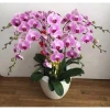 Hoa Lan Hồ Điệp Cốc 2.8 - Cây đẹp đang nhú ngọn, Free Ship, Giá chỉ 42.000₫ 7