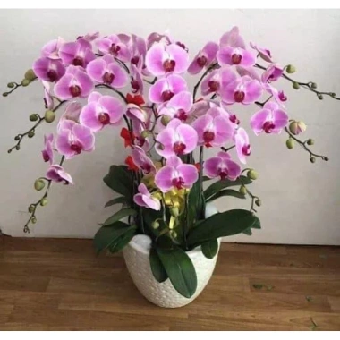 Hoa Lan Hồ Điệp Cốc 2.8 - Cây đẹp đang nhú ngọn, Free Ship, Giá chỉ 42.000₫