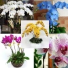 Hoa Lan Hồ Điệp Cốc 2.8 - Cây đẹp đang nhú ngọn, Free Ship, Giá chỉ 42.000₫ 8