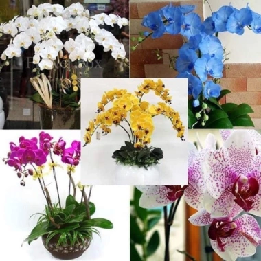 Hoa Lan Hồ Điệp Cốc 2.8 - Cây đẹp đang nhú ngọn, Free Ship, Giá chỉ 42.000₫