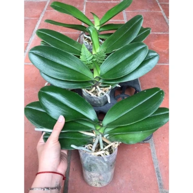 Hoa Lan Hồ Điệp Cốc 2.8 - Cây đẹp đang nhú ngọn, Free Ship, Giá chỉ 42.000₫