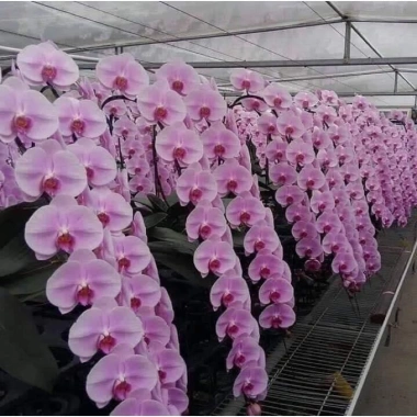 Hoa Lan Hồ Điệp Cốc 2.8 - Cây đẹp đang nhú ngọn, Free Ship, Giá chỉ 42.000₫