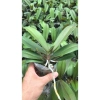 Hoa Lan Hồ Điệp Hoa Đại - Màu Theo Hình 2D Dễ Chăm Sóc, Giá Ưu Đãi 65.000 VNĐ 2
