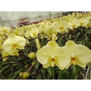 Hoa Lan Hồ Điệp Hoa Đại - Màu Theo Hình 2D Dễ Chăm Sóc, Giá Ưu Đãi 65.000 VNĐ