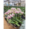 Hoa Lan Hồ Điệp Hoa Đại - Màu Theo Hình 2D Dễ Chăm Sóc, Giá Ưu Đãi 65.000 VNĐ 5