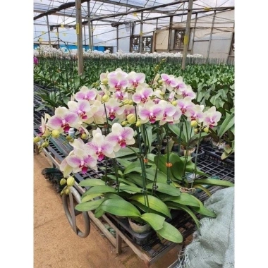 Hoa Lan Hồ Điệp Hoa Đại - Màu Theo Hình 2D Dễ Chăm Sóc, Giá Ưu Đãi 65.000 VNĐ