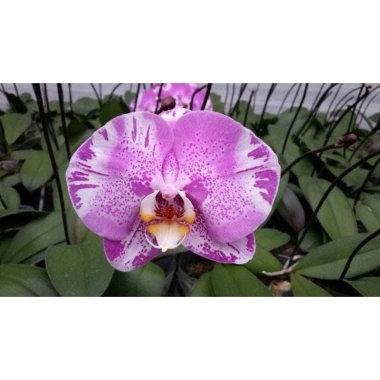 Hoa Lan Hồ Điệp Hoa Đại - Màu Theo Hình 2D Dễ Chăm Sóc, Giá Ưu Đãi 65.000 VNĐ
