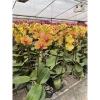 Hoa Lan Hồ Điệp Hoa Đại - Màu Theo Hình 2D Dễ Chăm Sóc, Giá Ưu Đãi 65.000 VNĐ 7