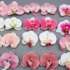 Hoa lan kẹp tóc vải - Giá chỉ 30.000 đồng, nhẹ, bền, tạo điểm nhấn thời trang 3