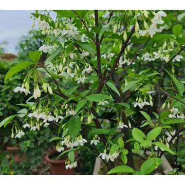Hoa mai chiếu thủy chậu bé xíu siêu mini - Giá ưu đãi 60.000đ, chỉ 77.400đ