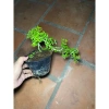 Hoa mai chiếu thủy chậu bé xíu siêu mini - Giá ưu đãi 60.000đ, chỉ 77.400đ 3