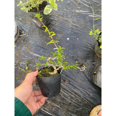 Hoa mai chiếu thủy chậu bé xíu siêu mini - Giá ưu đãi 60.000đ, chỉ 77.400đ