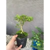 Hoa mai chiếu thủy chậu bé xíu siêu mini - Giá ưu đãi 60.000đ, chỉ 77.400đ 5