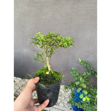 Hoa mai chiếu thủy chậu bé xíu siêu mini - Giá ưu đãi 60.000đ, chỉ 77.400đ 5 Hoa mai chiếu thủy chậu bé xíu siêu mini - Giá ưu đãi 60.000đ, chỉ 77.400đ 5