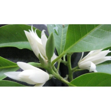 Hoa Ngọc Lan sấy khô tự nhiên 100g - Michelia Alba, Sứ Ngọc Lan - Giá 39.000₫ - Huỳnh Gia Foods