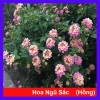 Hoa Ngũ Sắc Hồng – Hoa Trâm Ổi Hồng Giá 45.000 VNĐ, Tươi Đẹp, Sắc Màu Rực Rỡ
