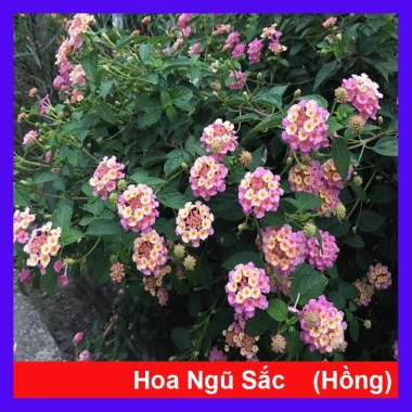 Hoa Ngũ Sắc Hồng – Hoa Trâm Ổi Hồng Giá 45.000 VNĐ, Tươi Đẹp, Sắc Màu Rực Rỡ