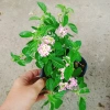 Hoa Ngũ Sắc Hồng – Hoa Trâm Ổi Hồng Giá 45.000 VNĐ, Tươi Đẹp, Sắc Màu Rực Rỡ 2