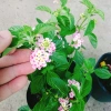 Hoa Ngũ Sắc Hồng – Hoa Trâm Ổi Hồng Giá 45.000 VNĐ, Tươi Đẹp, Sắc Màu Rực Rỡ 4