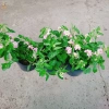 Hoa Ngũ Sắc Hồng – Hoa Trâm Ổi Hồng Giá 45.000 VNĐ, Tươi Đẹp, Sắc Màu Rực Rỡ 5
