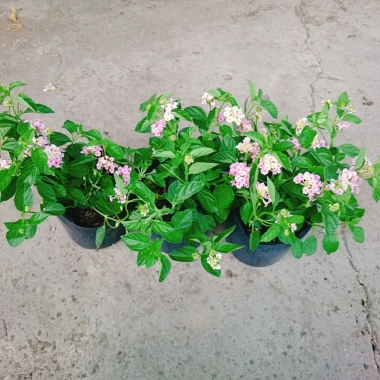 Hoa Ngũ Sắc Hồng – Hoa Trâm Ổi Hồng Giá 45.000 VNĐ, Tươi Đẹp, Sắc Màu Rực Rỡ 5 Hoa Ngũ Sắc Hồng – Hoa Trâm Ổi Hồng Giá 45.000 VNĐ, Tươi Đẹp, Sắc Màu Rực Rỡ 5