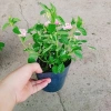 Hoa Ngũ Sắc Hồng – Hoa Trâm Ổi Hồng Giá 45.000 VNĐ, Tươi Đẹp, Sắc Màu Rực Rỡ 6