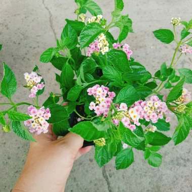 Hoa Ngũ Sắc Hồng – Hoa Trâm Ổi Hồng Giá 45.000 VNĐ, Tươi Đẹp, Sắc Màu Rực Rỡ