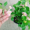 Hoa Ngũ Sắc Hồng – Hoa Trâm Ổi Hồng Giá 45.000 VNĐ, Tươi Đẹp, Sắc Màu Rực Rỡ 8