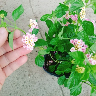 Hoa Ngũ Sắc Hồng – Hoa Trâm Ổi Hồng Giá 45.000 VNĐ, Tươi Đẹp, Sắc Màu Rực Rỡ 8 Hoa Ngũ Sắc Hồng – Hoa Trâm Ổi Hồng Giá 45.000 VNĐ, Tươi Đẹp, Sắc Màu Rực Rỡ 8